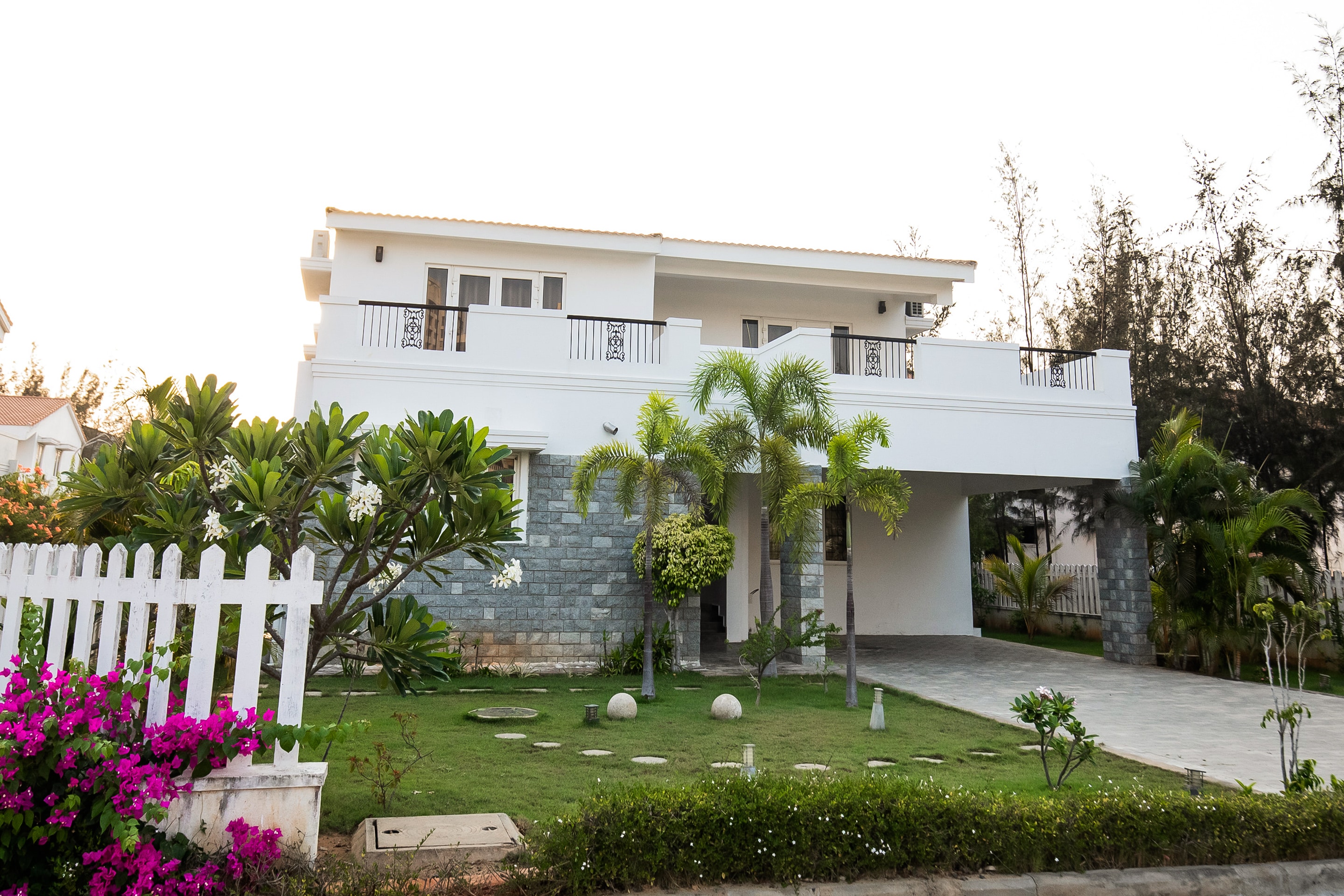 Lush_Green様 カナリーヤシ 約:150cm【フェニックス】244556Lush_Green