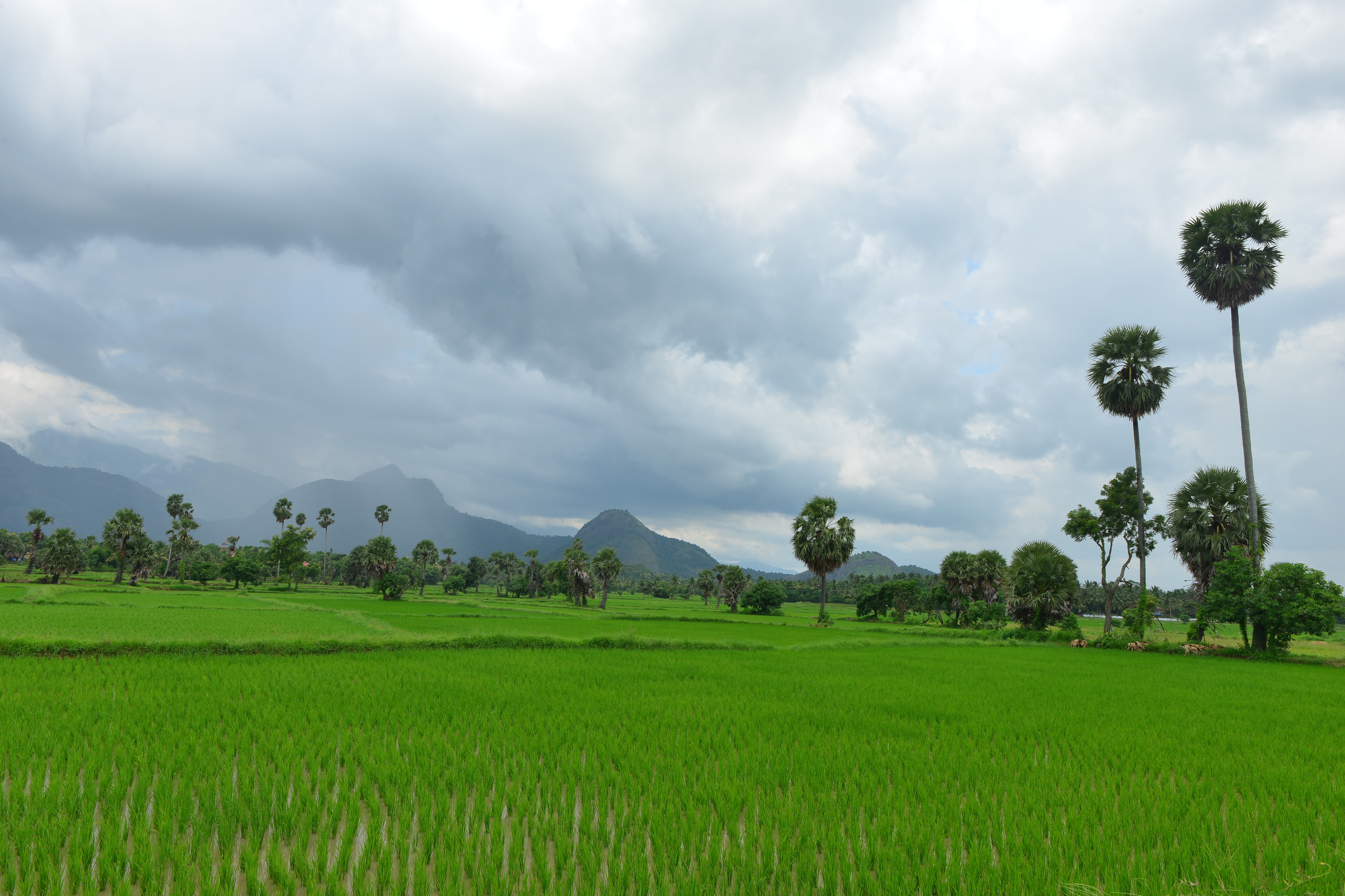 flavours