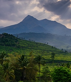 Wayanad