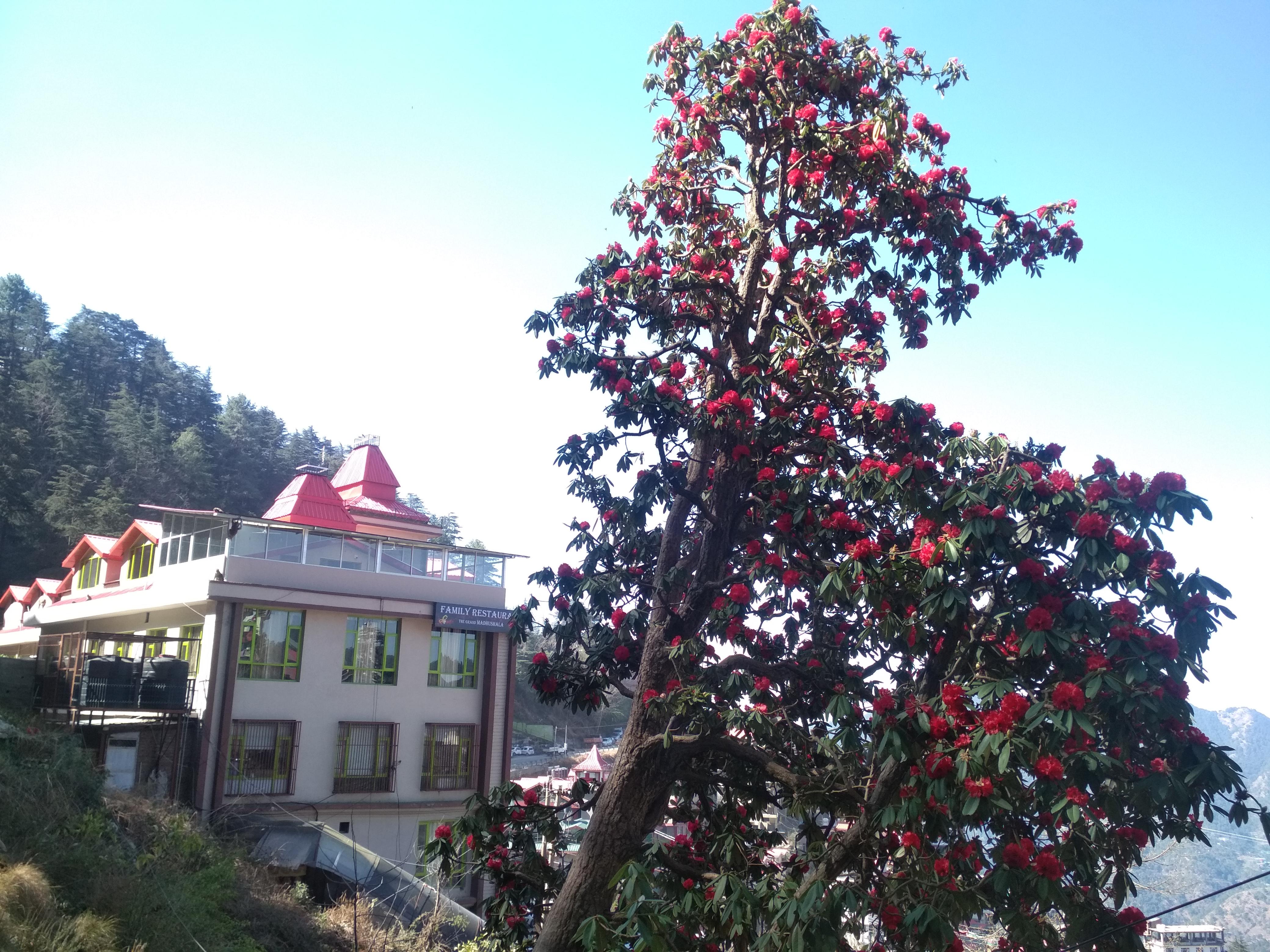 THE GRAND MADHUSHALA