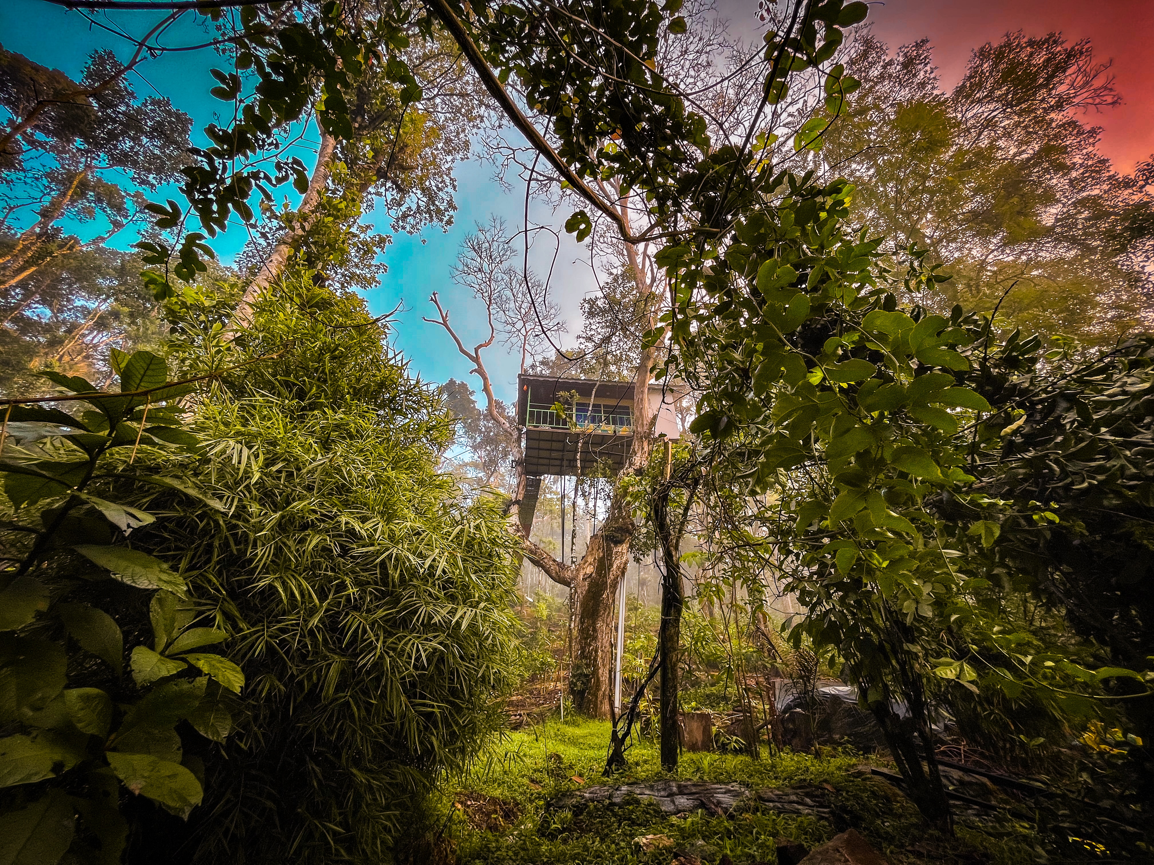 Photos of Silver Trees Tree House - Tree house in Munnar