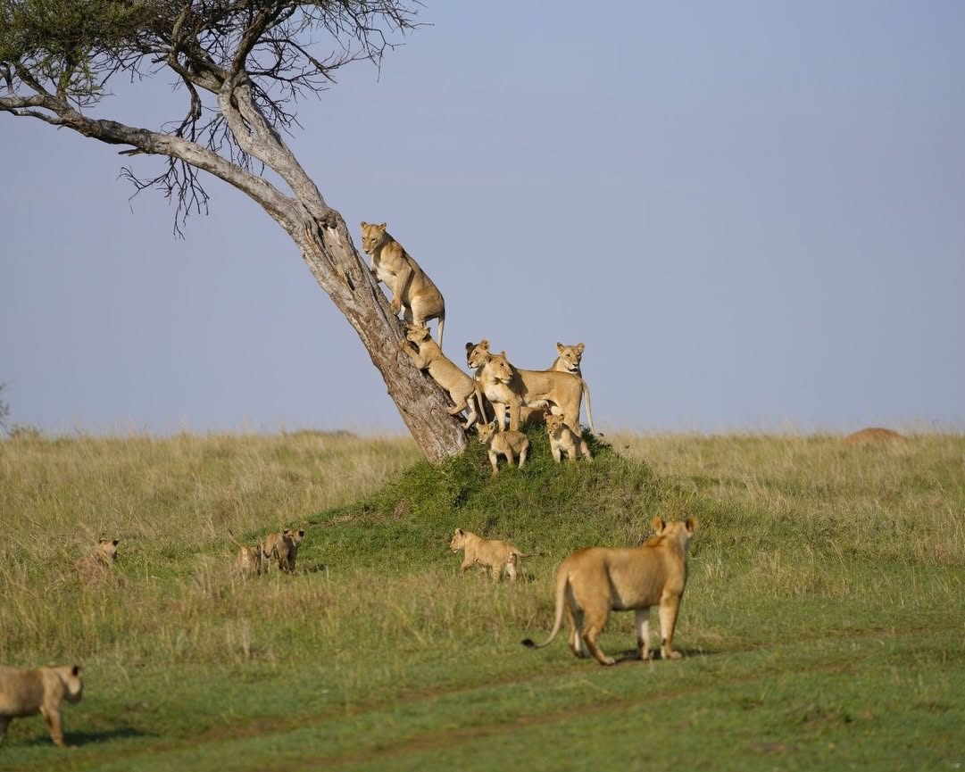 Anantya Serengeti